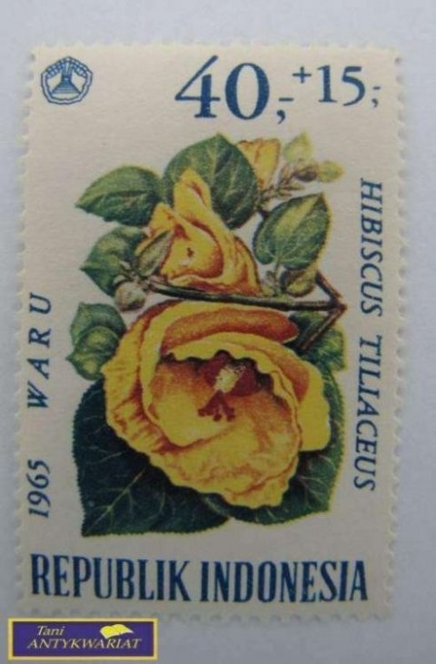 ZNACZEK - HIBISKUS TILIACEUS