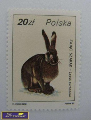 ZNACZEK Zając szarak