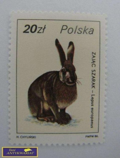 ZNACZEK Zając szarak