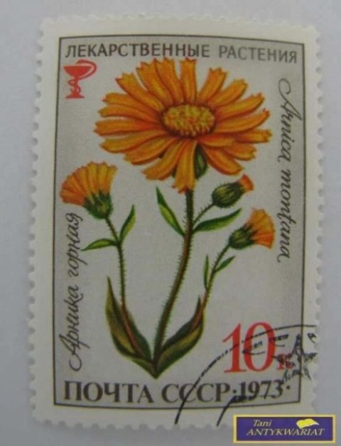 ZNACZEK - ARNIKA GÓRSKA 1973 (ROSYJSKI)