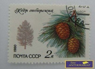 ZNACZEK - CEDR SYBERYJSKI 1980