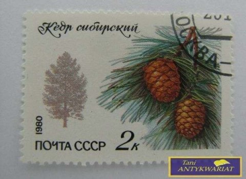 ZNACZEK - CEDR SYBERYJSKI 1980
