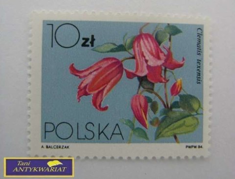 ZNACZEK CLEMATIS TEXENSIS
