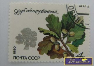 ZNACZEK - DĄB ZWYKŁY 1980 R.
