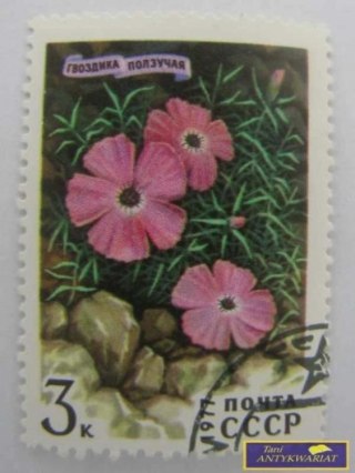 ZNACZEK - GOŻDZIK PNĄCY 1877 R.