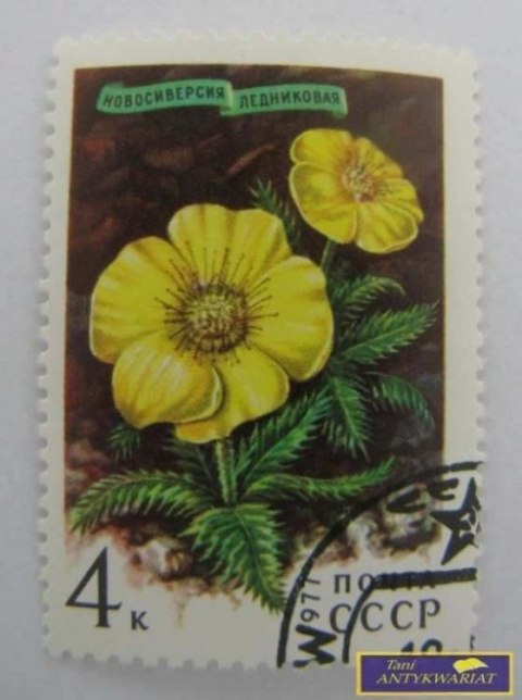 ZNACZEK - NOWOSIWIERSI LEDIKO 1977 R.