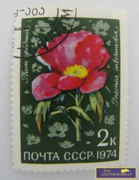 ZNACZEK POCZTOWY - Peonia Średnia