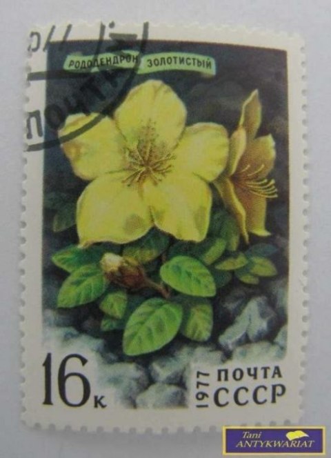 ZNACZEK - RODENDRON ZŁOTY 1977 R.