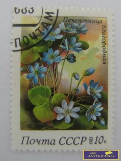 ZNACZEK - WĄTROBICA 1983 R.
