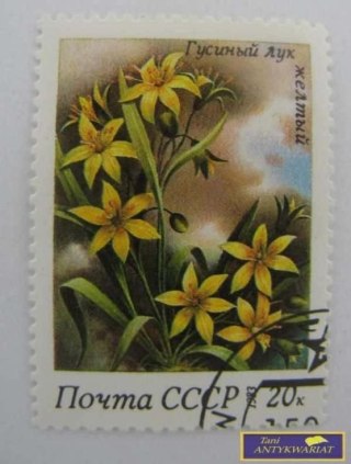 ZNACZEK - ŻÓŁTA GĄSKA CEBULOWA 1983 (ROSYJSKI)