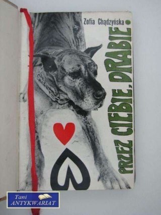 Przez ciebie drabie !
