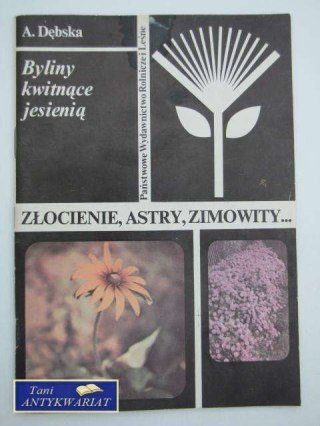 ZŁOCIENIE ASTRY ZIMOWITY