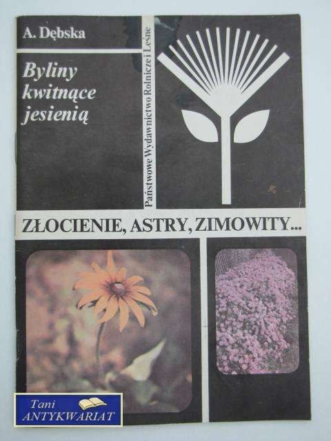 ZŁOCIENIE ASTRY ZIMOWITY
