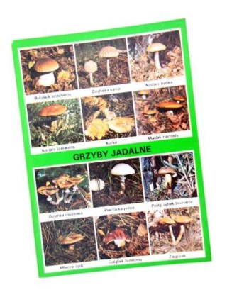 GRZYBY JADALNE