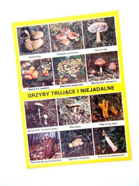 GRZYBY TRUJĄCE I NIEJADALNE
