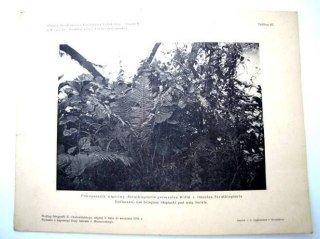 PIÓROPUSZ WŁAŚCIWY