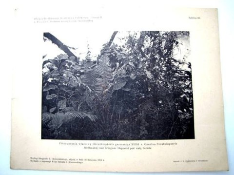 PIÓROPUSZ WŁAŚCIWY PIÓROPUSZ WŁAŚCIWY