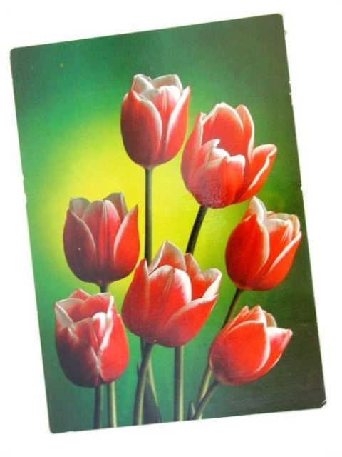 TULIPANY CZERWONE